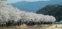 벚꽃 비 내리는 원주천