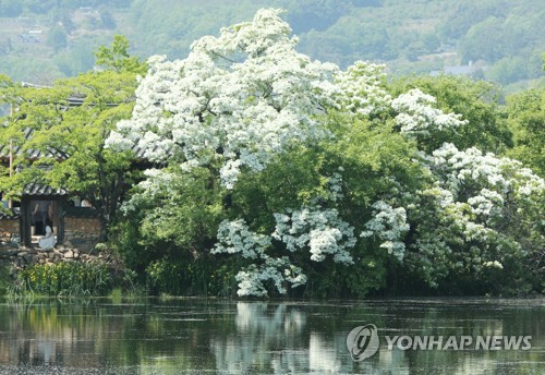 [픽! 밀양] 눈이 내려앉은 듯…이팝꽃 만개한 위양지
