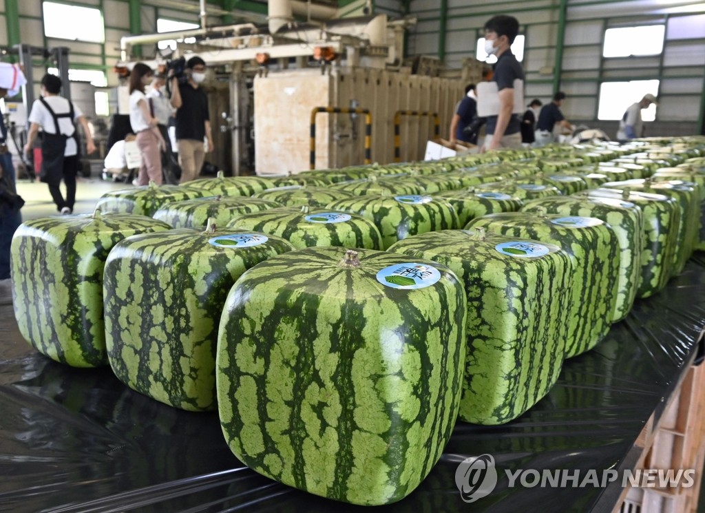 일본 시장 올해 첫 출하 앞둔 '사각 수박'