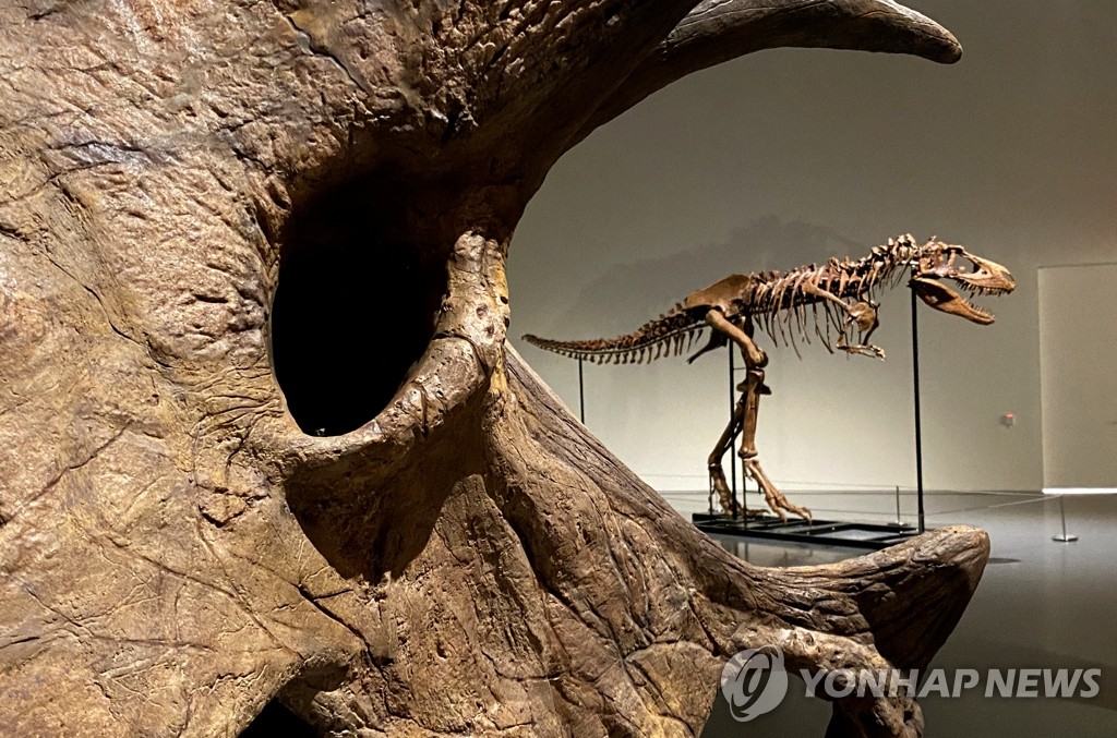 경매에 등장하는 수각류 공룡 고르고사우루스의 뼈