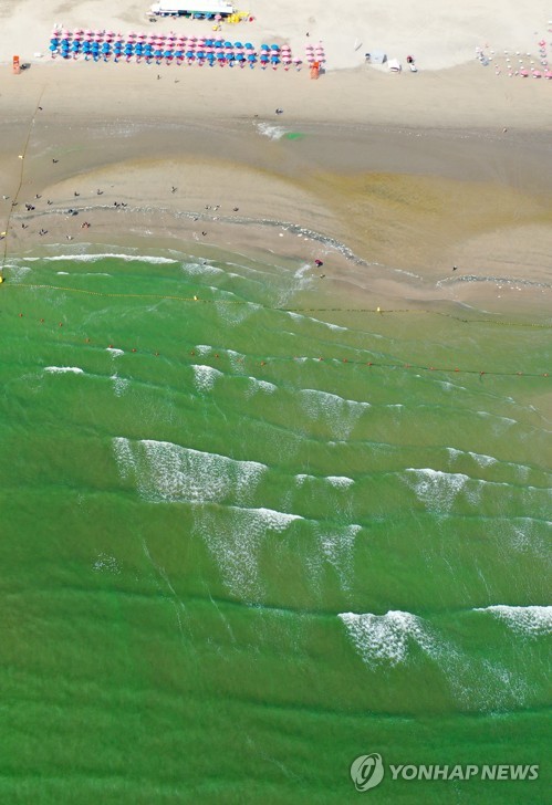 Green tides in sea