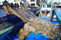 속초항 양미리 조업 종료…어획량·어획고 전년보다 증가