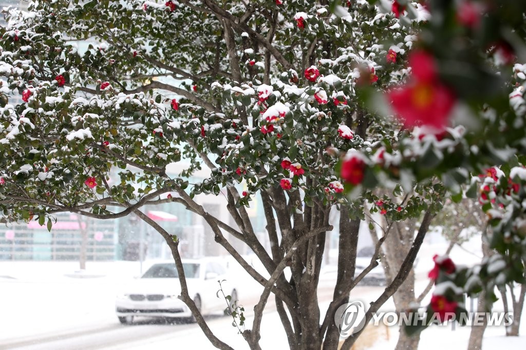 De la neige est tombée sur les fleurs de camélia au parc de la paix à Gwangju le mardi 24 janvier 2023, où une alerte aux fortes chutes de neige a été déclenchée. 