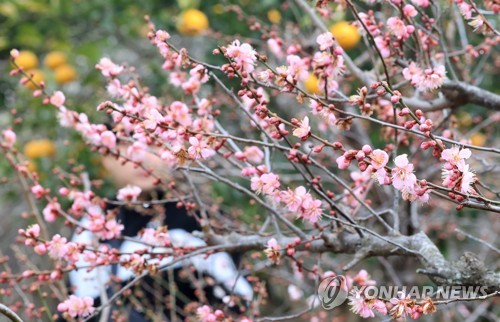أزهار المشمش في جزيرة جيجو