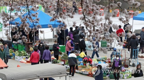 Cherry blossoms in Gangneung