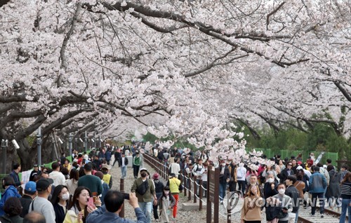 Festival de Cerezos de Jinhae