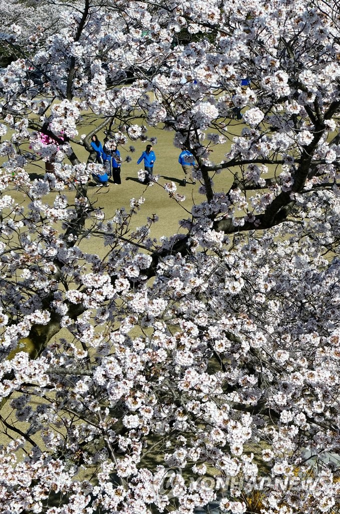 Cherry blossoms on Jeju Island Yonhap News Agency