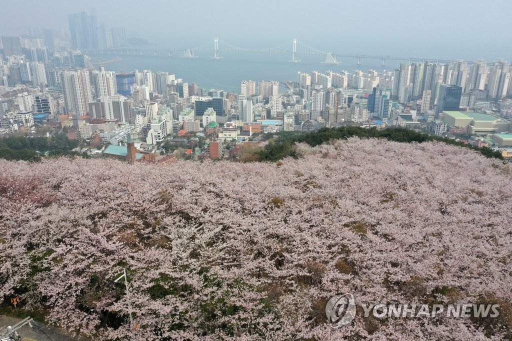 벚꽃과 미세먼지