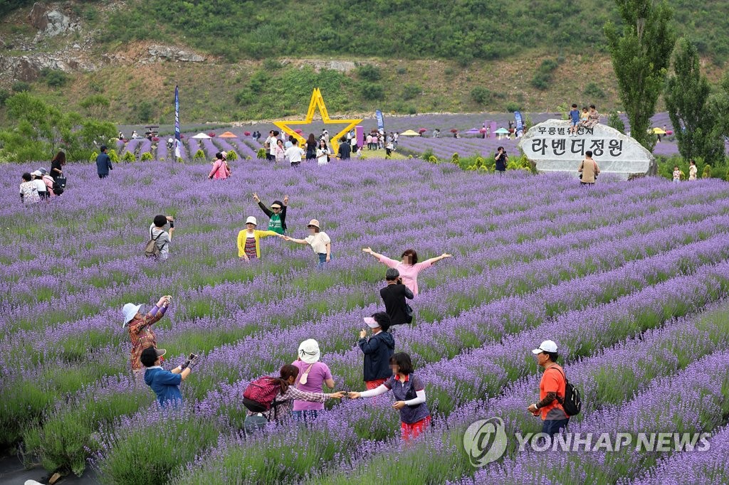 온통 보랏빛 세상…동해 무릉별유천지