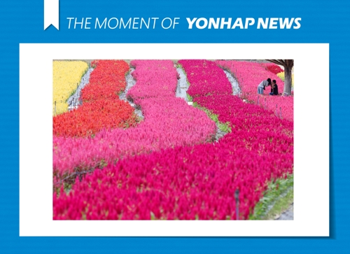  화려한 색 뽐내는 고석정 꽃밭
