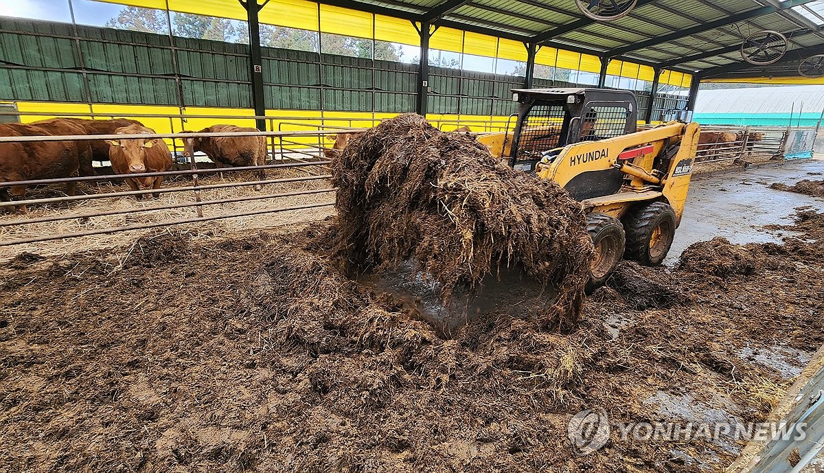 제동목장 축사 분뇨 처리 작업 연합뉴스