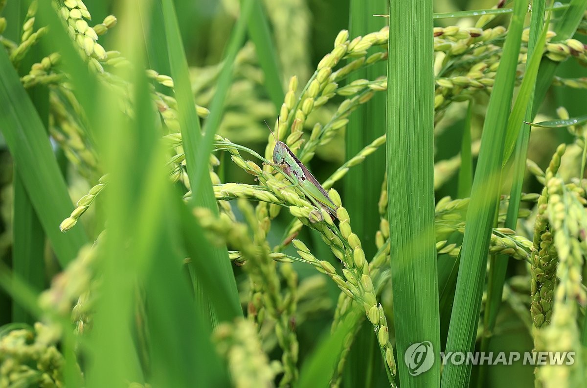 ¿ÃÇØ º³ó»ç´Â ´ëdz