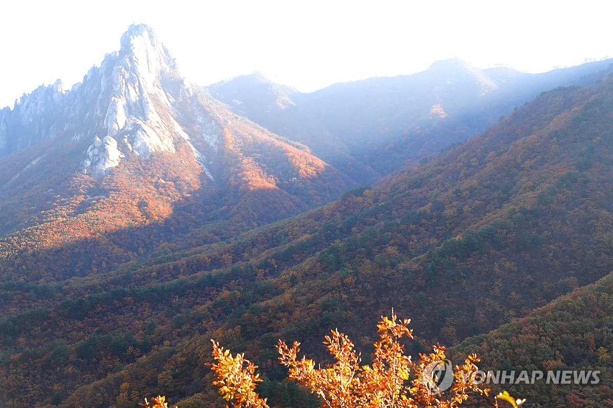 설악산 단풍 '절정'