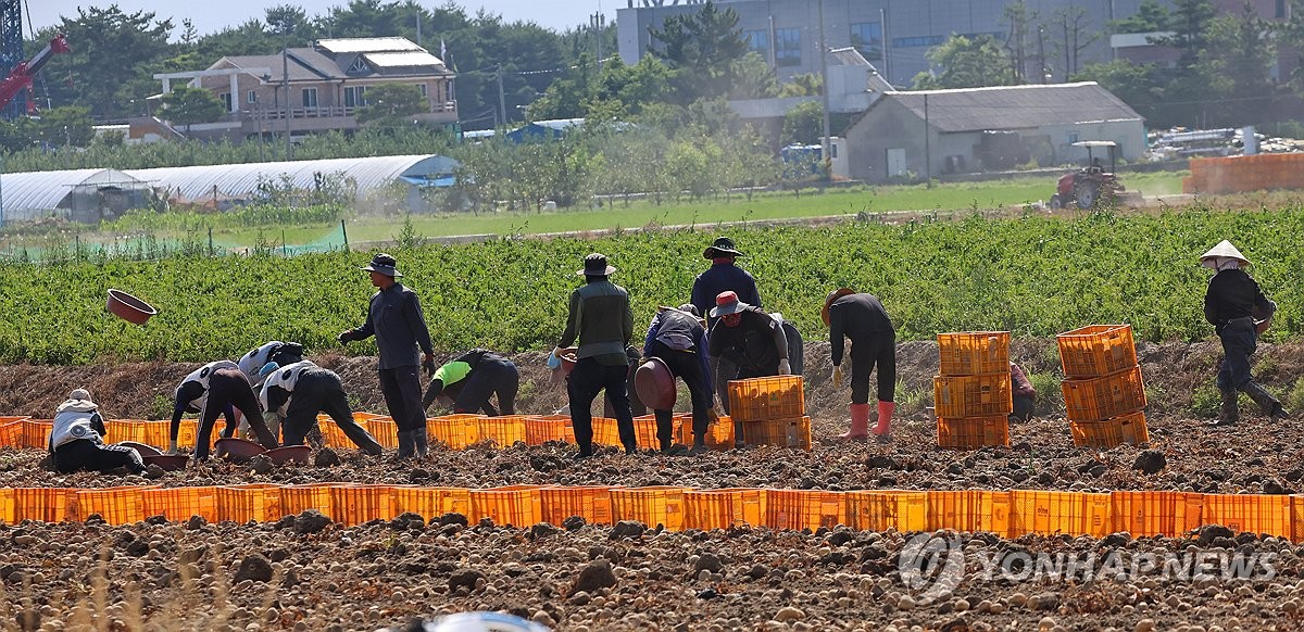 감자 수확하는 농민과 외국인 노동자
