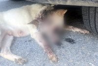 "출산 2주만에 폭행당한 진돗개 안와골절"…경찰, 동물학대 수사